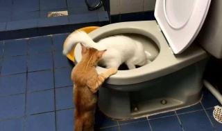3个月的猫能喝矿泉水吗 猫能喝矿泉水吗